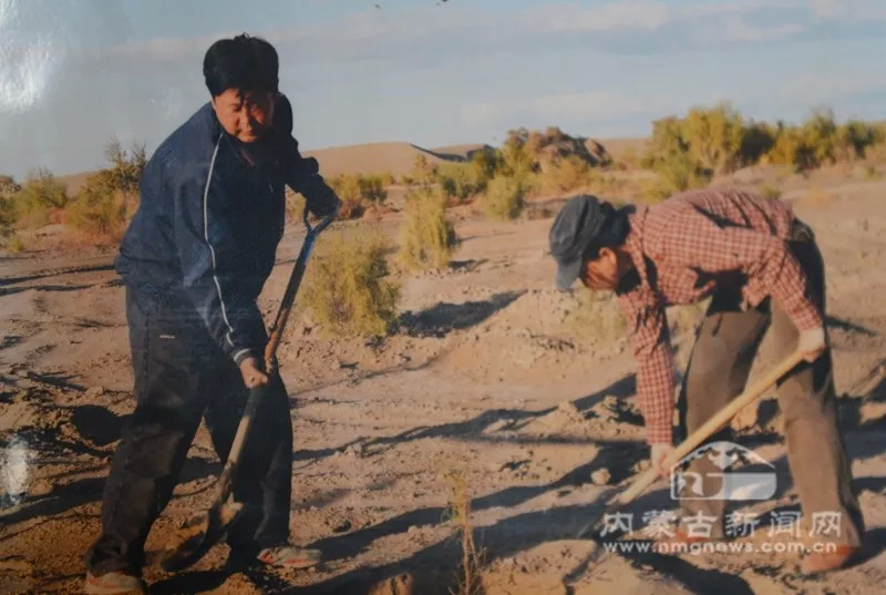 苏和的子女经常来到父亲的梭梭林里干活，减轻父亲的负担。图片来源：内蒙古新闻网