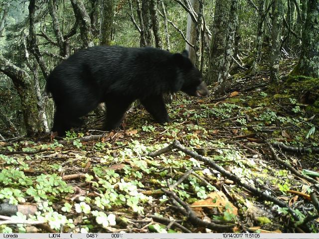 滇金丝猴在老君山的“邻居”黑熊。图片来源： © 丽江老君山生物多样性保护中心