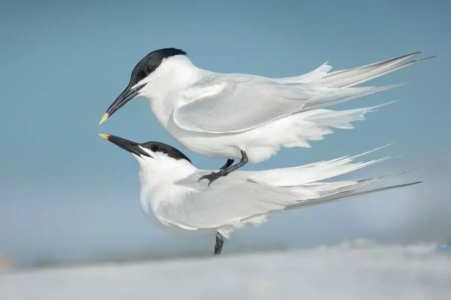 2018世界鸟类摄影大赛公布，感受难以捕捉的灵动之美