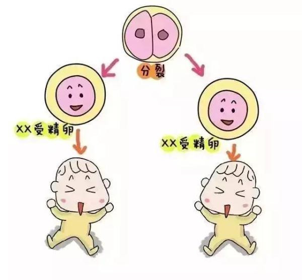 漫画解释：双胞胎是怎么形成的，为什么有的双胞胎长得一样，有的却不一样？图片 No.18