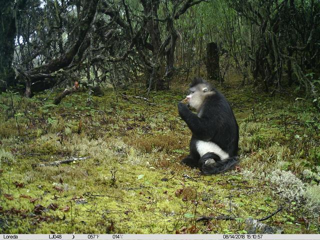 红外线相机拍摄到的滇金丝猴。图片来源：© TNC