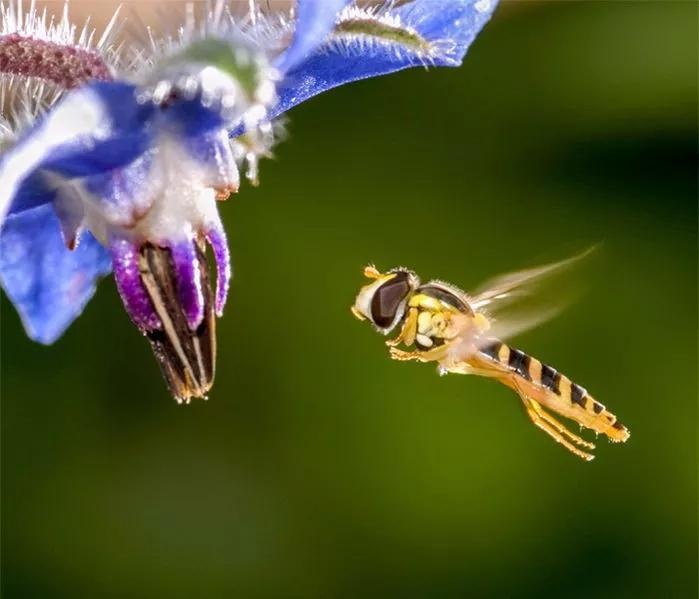 ▲经常被误认为是蜜蜂的食蚜蝇，是种重要的传粉授粉者。但该物种的数量在德国急剧下滑