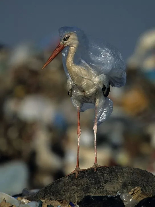 被塑料包裹缠绕的白鹳 © John Cancalosi, National Geographic