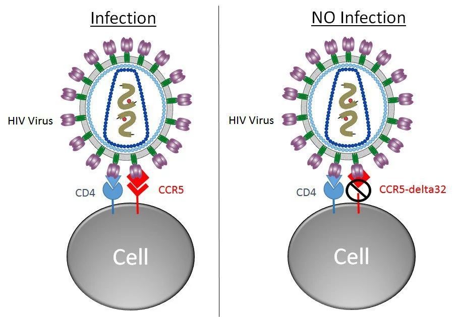 CCR5与HIV感染示意图