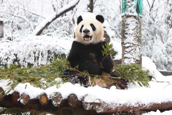 今年杭州大雪后，开心坐在雪地上吃竹子的成就