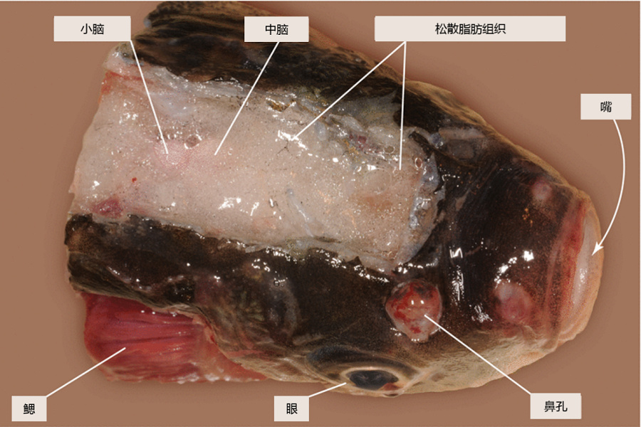 鱼惊骨在鱼头的位置图图片