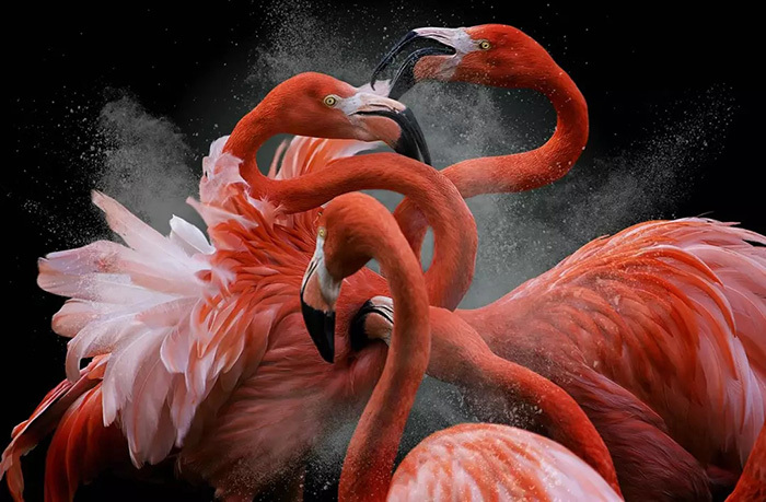 2018世界鸟类摄影大赛公布，感受难以捕捉的灵动之美