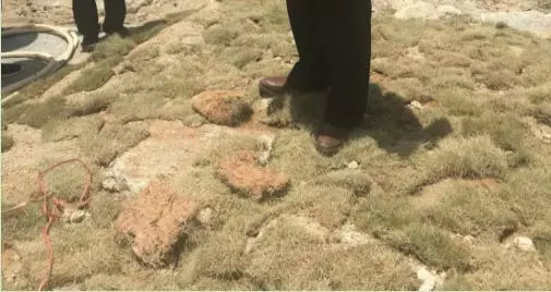 图7 漳浦绿地建材贸易有限公司在混凝土上铺设草皮