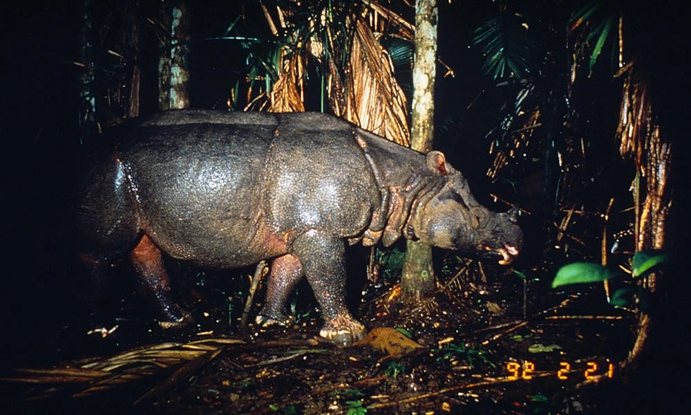 爪哇犀牛©️Mike Griffiths / WWF-Canon爪哇犀牛