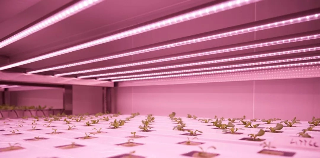 ▲ 垂直农场采用的LED照明系统，图/GROWx公司官网