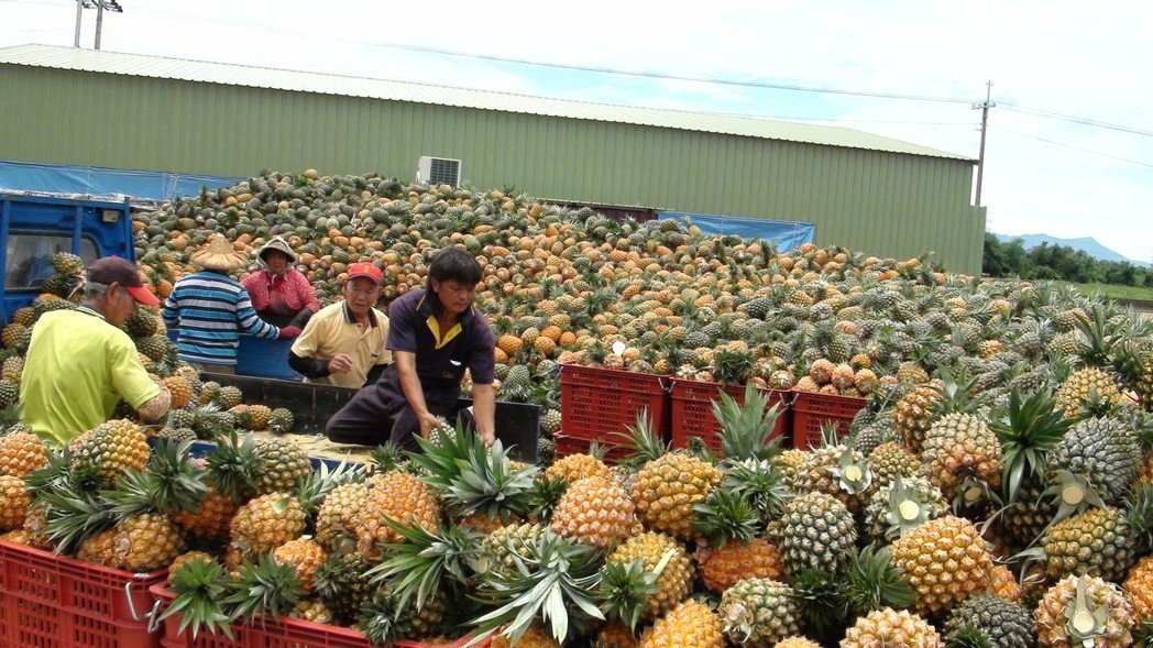 岛内合作社内堆积了上百吨凤梨无处可送。（图片来源：台湾《联合报》）