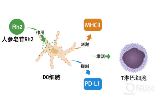 人参皂苷rh2是如何调节免疫力细胞的？