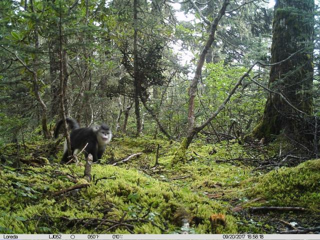 红外相机拍摄到的滇金丝猴。图片来源： © 丽江老君山生物多样性保护中心