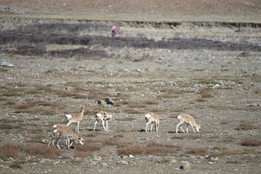 远处穿红衣的人距离藏原羚大概只有50米左右 ©️何兵/WWF China