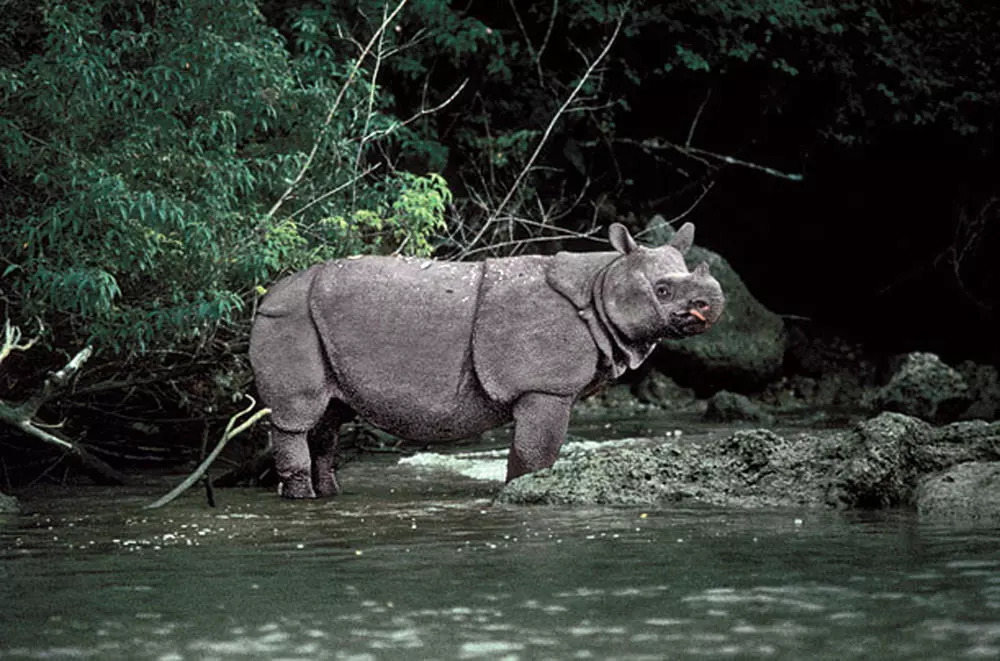因为爪哇犀牛实在太过稀有且善于隐藏，这张由环保主义者和摄影师Alain Compost拍摄的