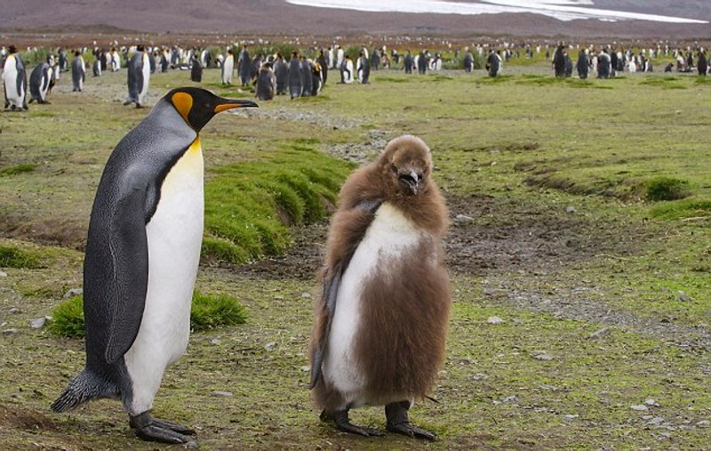 推特热议「企鹅冷知识」你有看过进化未完全的企鹅?-bbin官网_ bbin投诉_bbin平台_bbin客服_bbin宝盈集团官网