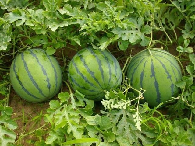夏天怎样吃西瓜才健康，注意这几点，避免吃西瓜可能的危害！