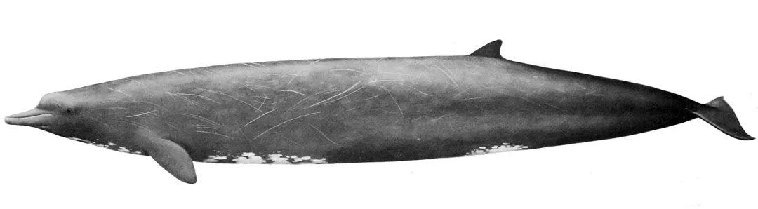 贝氏喙鲸。图片：NOAA