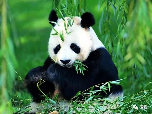 成都大熊猫繁育研究基地：披着爱大熊猫的皮，却干着虐大熊猫的渣事。