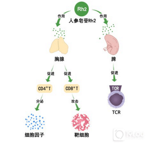 人参皂苷rh2是如何调节免疫力细胞的？