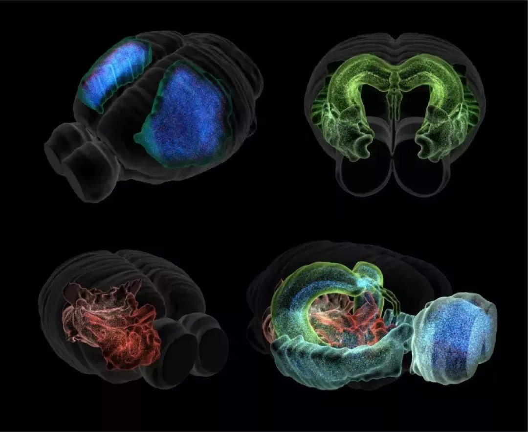 首个老鼠大脑的数字3D细胞图谱。 图片：Blue Brain Project