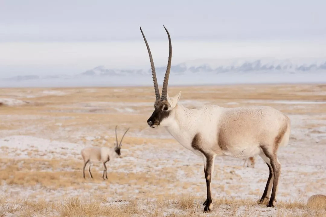 藏羚羊被偷猎后，其绒毛被用于制作沙图什披肩 ©️XI ZHINONG, NATURE PICTURE LIBRARY