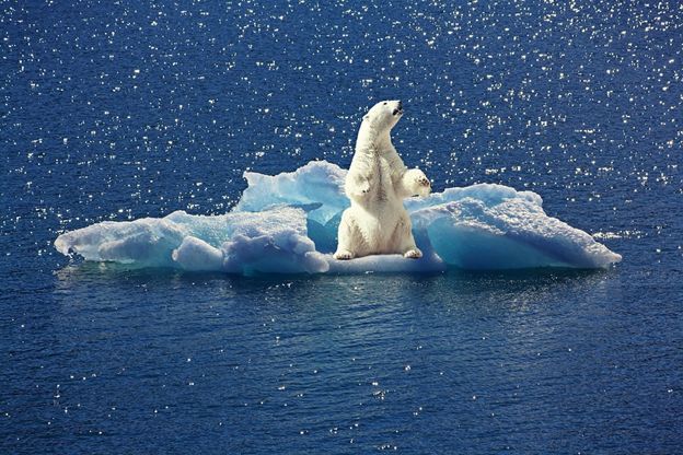 ▲ 北极熊因为气候变化被困浮冰,图片来源：cocoparisienne / pixabay