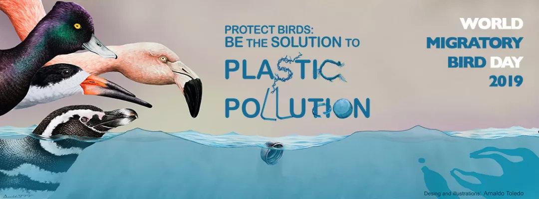 2019世界候鸟日：为解决塑料污染出一份力