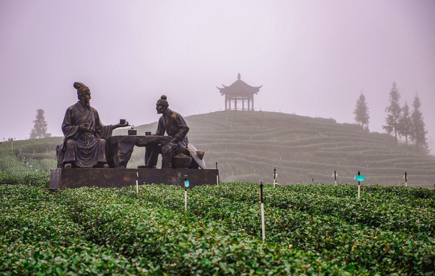 泸州小众近郊茶园，远离城市喧嚣的秘境
