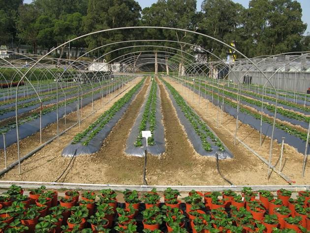 草莓设施栽培