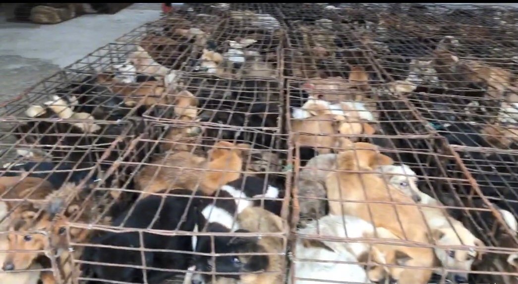 10月21日下午，富顺县永年镇，被关在笼中的狗。受访者供图