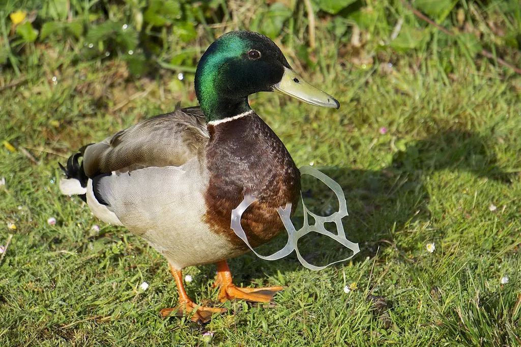 戴着塑料“项链”的绿头鸭 © WMBD 2019 Social Media Package