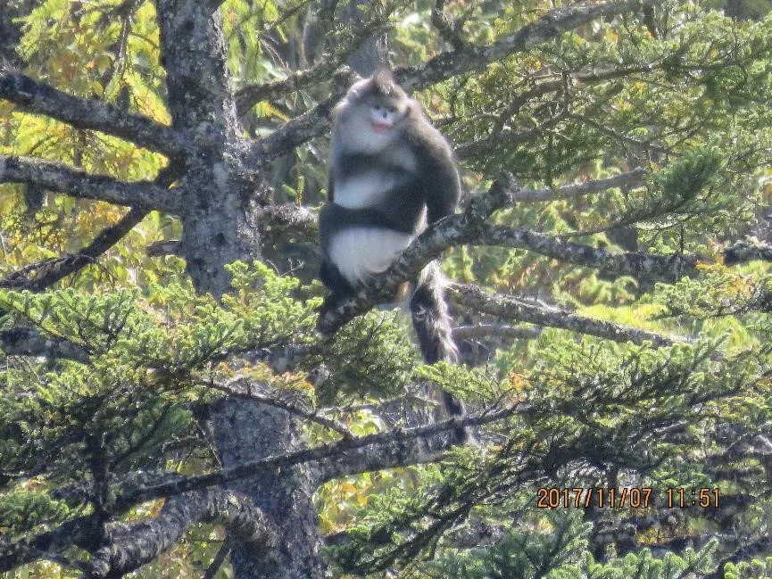 ​巡护队员用普通相机拍到的滇金丝猴（老君山） ​图片来源：TNC
