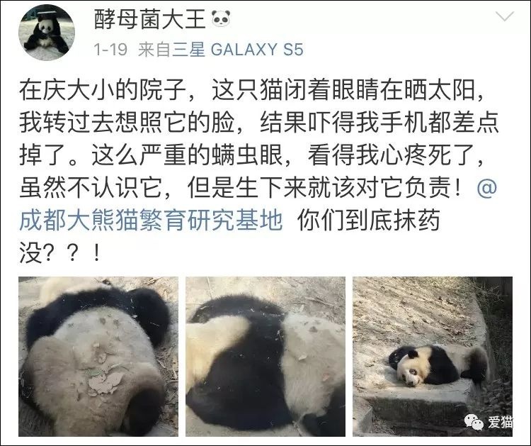 成都大熊猫繁育研究基地：披着爱大熊猫的皮，却干着虐大熊猫的渣事。