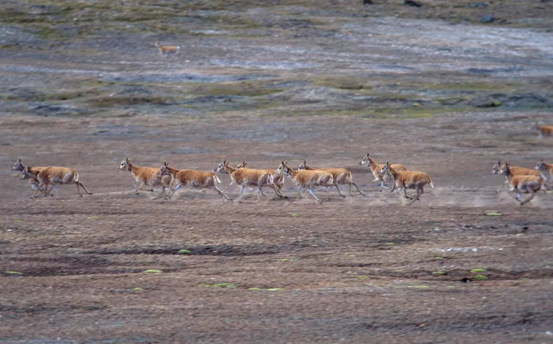在青海省，一群迁徙的藏羚羊扬起了尘土©️XI ZHINONG, NATURE PICTURE LIBRARY