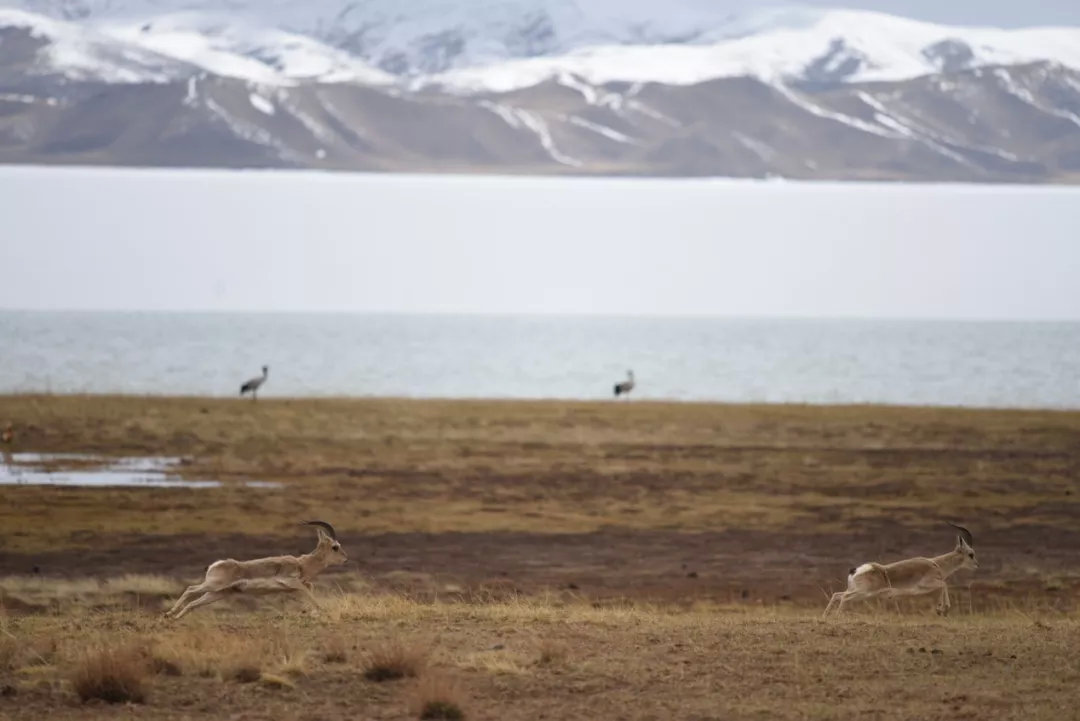 冬格措纳湖畔，近处奔跑的藏原羚和湖边矗立的黑颈鹤    ©️何兵/WWF China