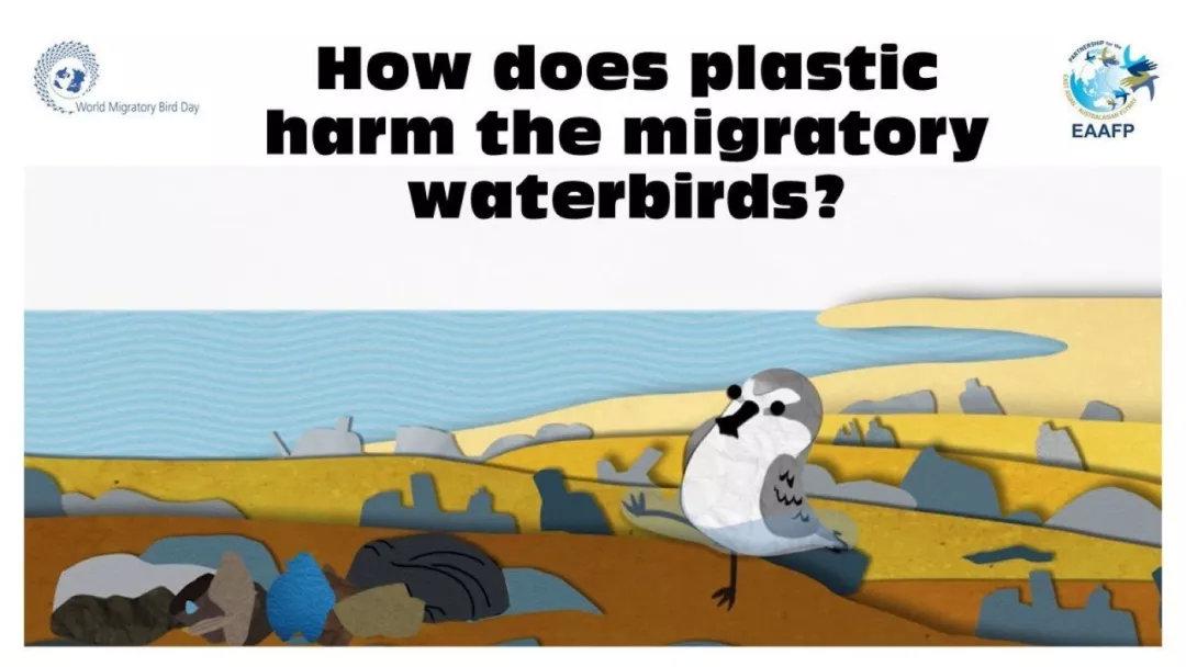 塑料对鸟类的三大影响 © EAAFP官方推特