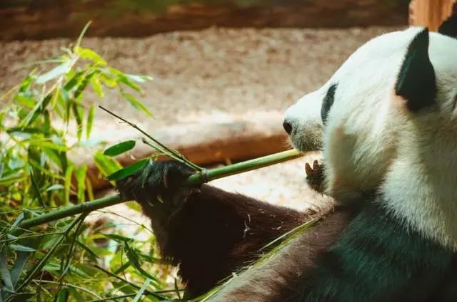 吃素的大熊猫