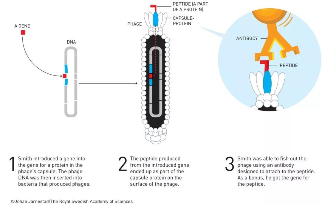 噬菌体展示——George Smith新发明这种方法，被用于发现已知蛋白质的未知基因。