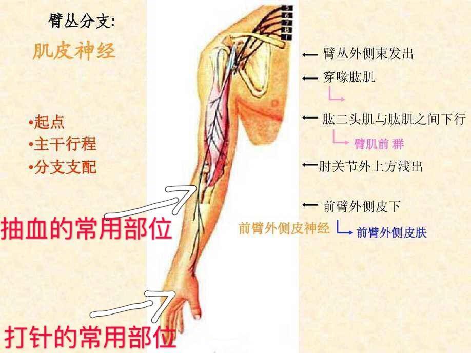 前臂外侧皮神经的分布和抽血和打针的常见部位。