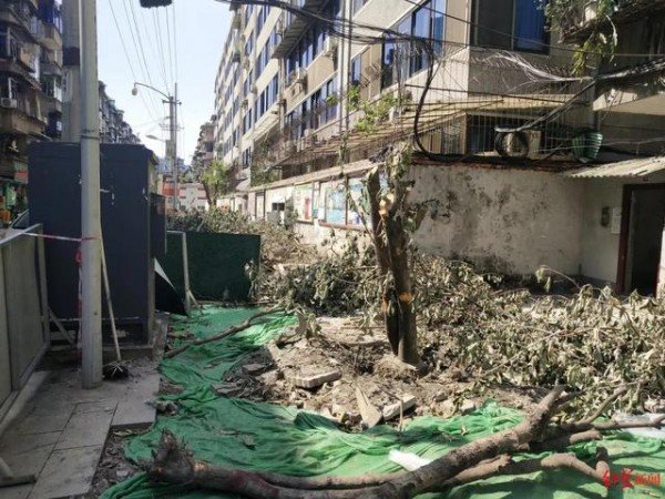 成都桂花巷行道树被砍：罚款50万，多人被问责642 / 作者:形腿望舞 / 帖子ID:276839