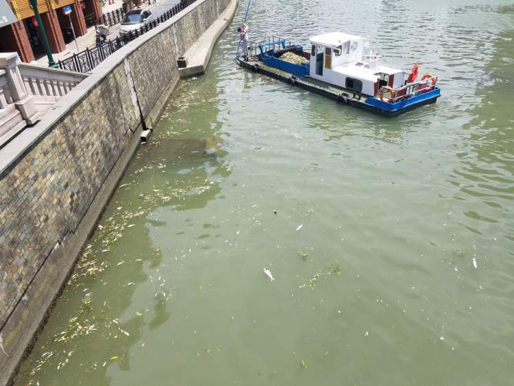 苏州河频现大量死鱼，都是不科学放生惹的祸！整车大鱼被放入河中遇高温、暴雨缺氧而死