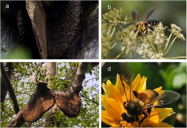 两种大蜜蜂跨越两万余年的分布区变化研究获进展
